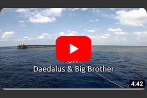 EG Daedalus & Big Brother